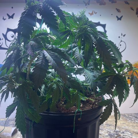 American Pie growlog timeline photo