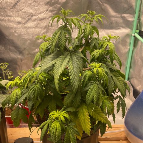 American Pie growlog timeline photo