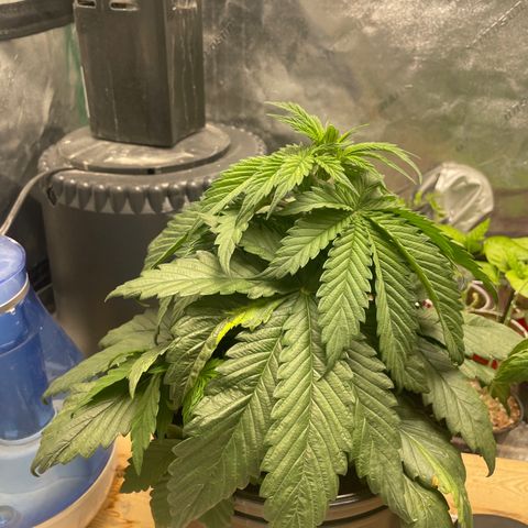 Super OG kush growlog timeline photo