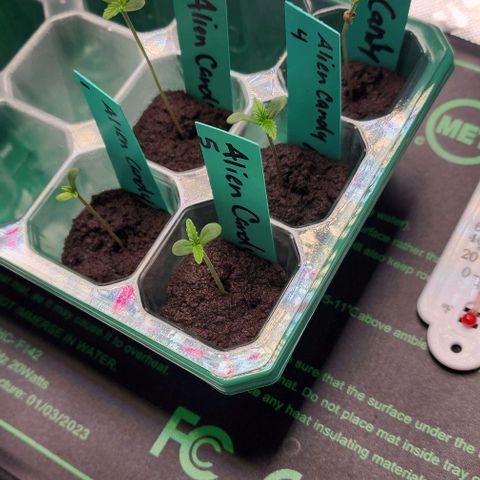 Alien Candy growlog timeline photo