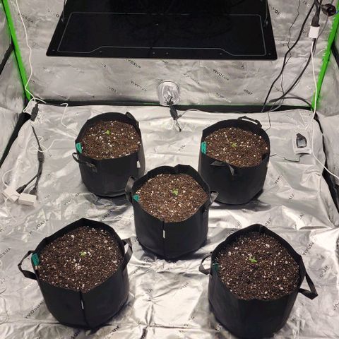 Alien Candy growlog timeline photo