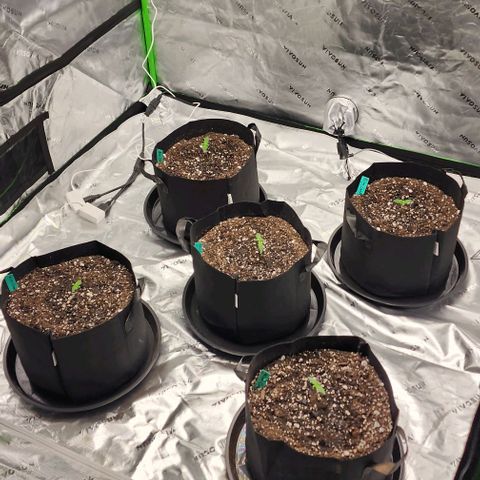 Alien Candy growlog timeline photo