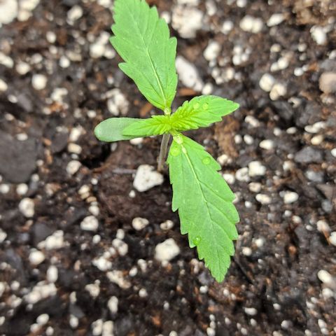 Alien Candy growlog timeline photo
