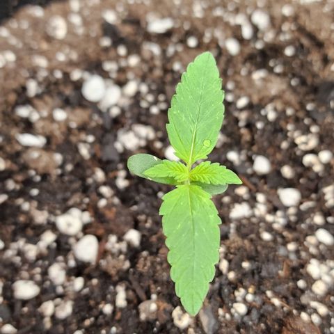 Alien Candy growlog timeline photo