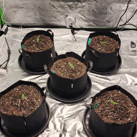 Alien Candy growlog timeline photo