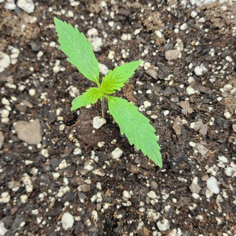 Alien Candy growlog timeline photo