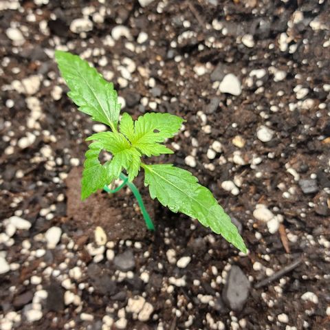 Alien Candy growlog timeline photo