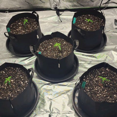 Alien Candy growlog timeline photo