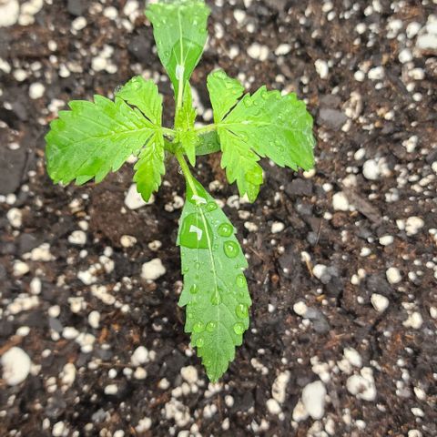 Alien Candy growlog timeline photo