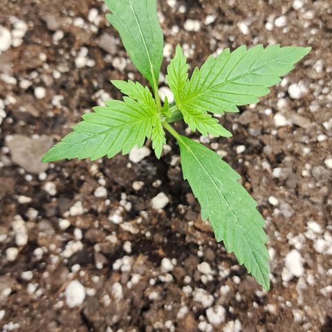 Alien Candy growlog timeline photo