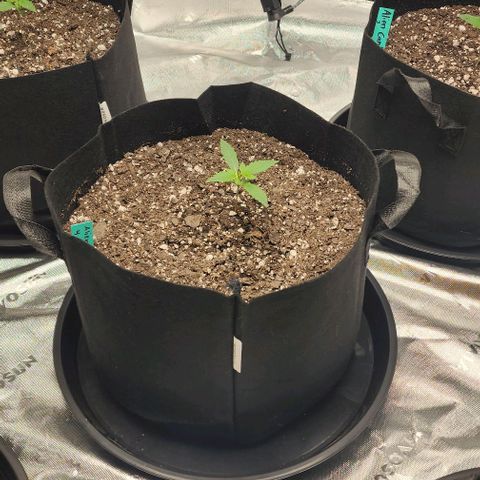 Alien Candy growlog timeline photo