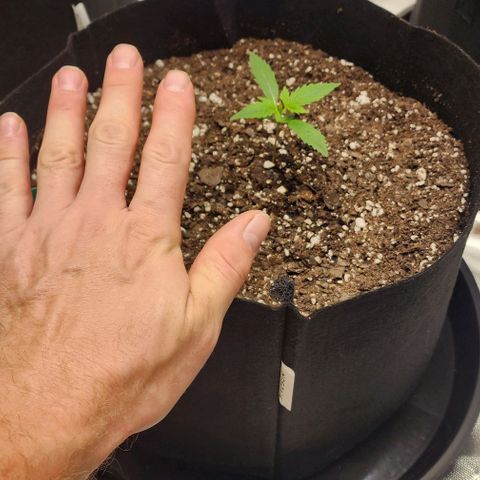 Alien Candy growlog timeline photo
