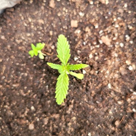 Sativa strain... (unknown) growlog timeline photo