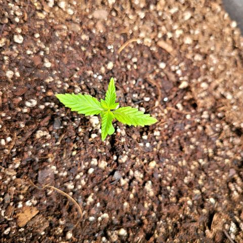 Sativa strain... (unknown) growlog timeline photo