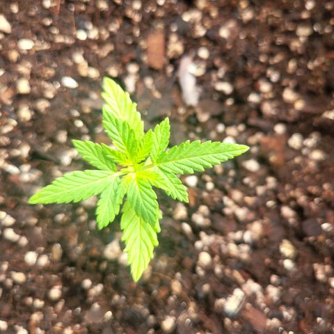 Sativa strain... (unknown) growlog photo: All 6 pots are growing nicely... some leaves starting to form... still continuing with rain water... 