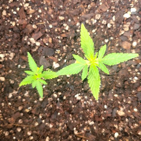 Sativa strain... (unknown) growlog photo: All 6 pots are growing nicely... some leaves starting to form... still continuing with rain water... 