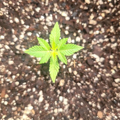 Sativa strain... (unknown) growlog photo: All 6 pots are growing nicely... some leaves starting to form... still continuing with rain water... 