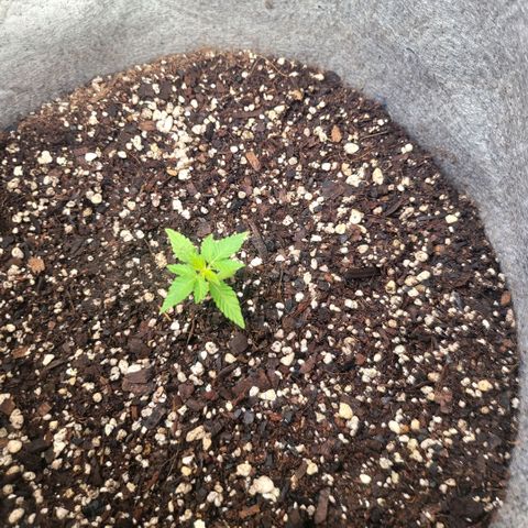 Sativa strain... (unknown) growlog timeline photo