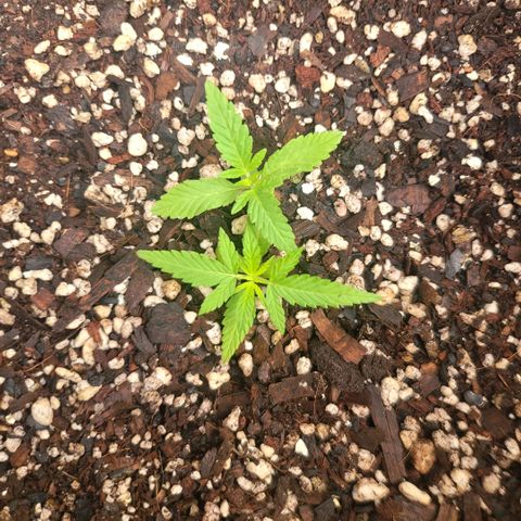Sativa strain... (unknown) growlog timeline photo