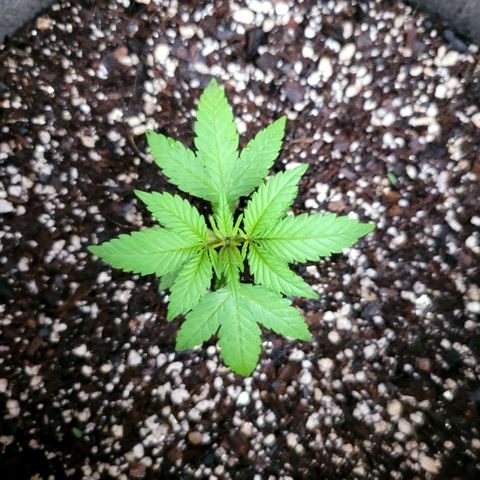 Sativa strain... (unknown) growlog photo: Removed the "twins" in the pots due to growth stunting, introduced nutrients, measured temp - 26 ~ 29 Deg. Cels., pH - 5.9 ~ 6.4, 