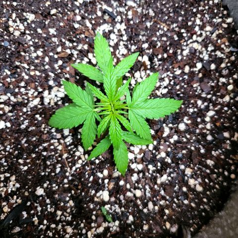 Sativa strain... (unknown) growlog photo: Removed the "twins" in the pots due to growth stunting, introduced nutrients, measured temp - 26 ~ 29 Deg. Cels., pH - 5.9 ~ 6.4, 