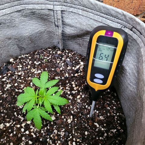 Sativa strain... (unknown) growlog photo: Removed the "twins" in the pots due to growth stunting, introduced nutrients, measured temp - 26 ~ 29 Deg. Cels., pH - 5.9 ~ 6.4, 