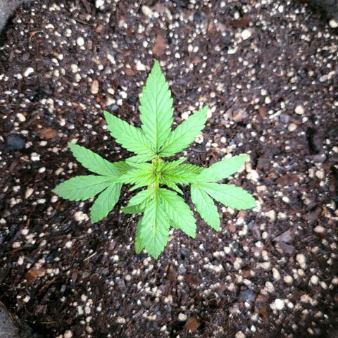 Sativa strain... (unknown) growlog photo: Removed the "twins" in the pots due to growth stunting, introduced nutrients, measured temp - 26 ~ 29 Deg. Cels., pH - 5.9 ~ 6.4, 