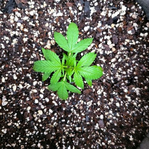 Sativa strain... (unknown) growlog timeline photo