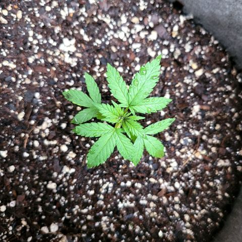 Sativa strain... (unknown) growlog timeline photo