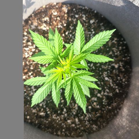 Sativa strain... (unknown) growlog photo: Weekly update: Vegetative stage started... water and nutrients daily/weekly... 