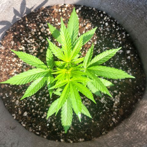 Sativa strain... (unknown) growlog photo: Weekly update: Vegetative stage started... water and nutrients daily/weekly... 