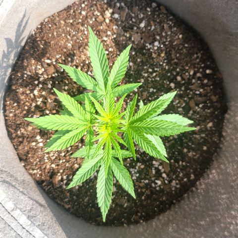 Sativa strain... (unknown) growlog photo: Weekly update: Vegetative stage started... water and nutrients daily/weekly... 
