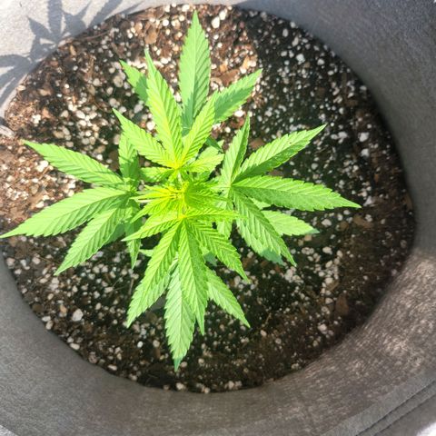 Sativa strain... (unknown) growlog photo: Weekly update: Vegetative stage started... water and nutrients daily/weekly... 