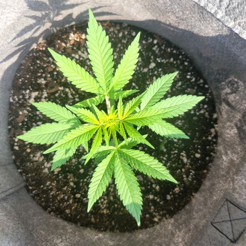 Sativa strain... (unknown) growlog photo: Weekly update: Vegetative stage started... water and nutrients daily/weekly... 