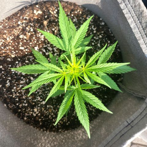 Sativa strain... (unknown) growlog photo: Weekly update: Vegetative stage started... water and nutrients daily/weekly... 