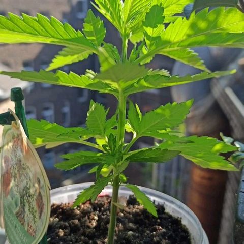 Rosbita growlog timeline photo