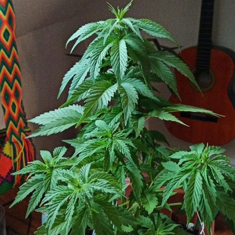 Rosbita growlog timeline photo