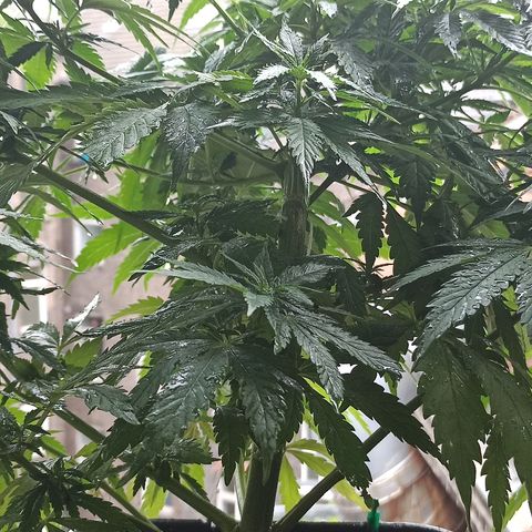 Rosbita growlog photo: Rociada de  neem oil