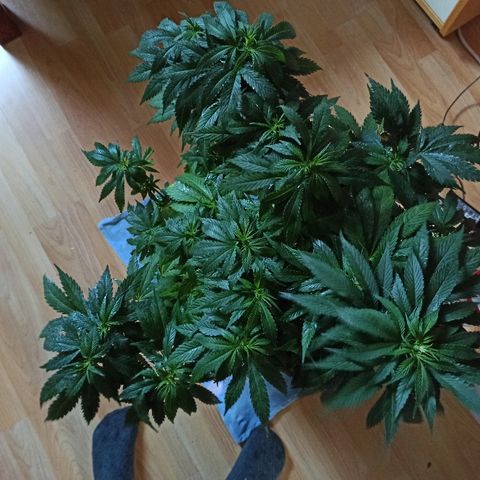 Rosbita growlog photo: Recién fumigada.