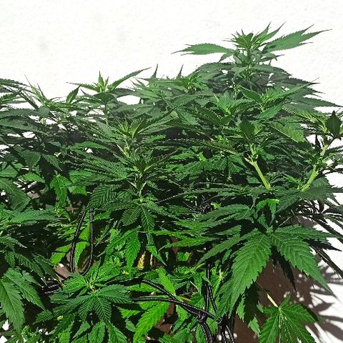 Rosbita growlog photo: Al sol directo 2h y media