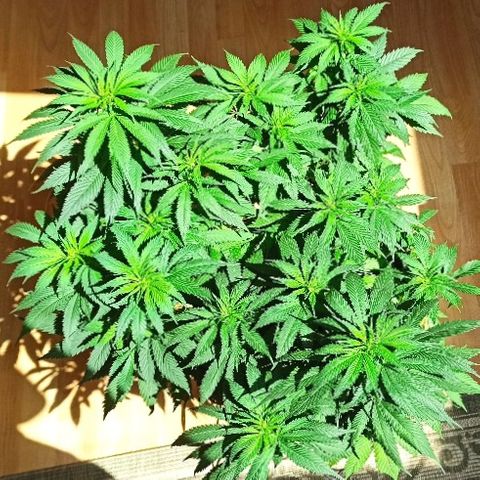 Rosbita growlog photo: Al sol directo 2h y media