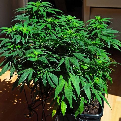 Rosbita growlog photo: Al sol directo 2h y media