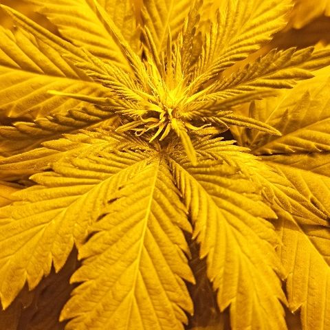 Rosbita growlog timeline photo