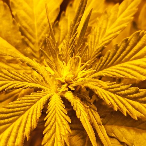 Rosbita growlog timeline photo