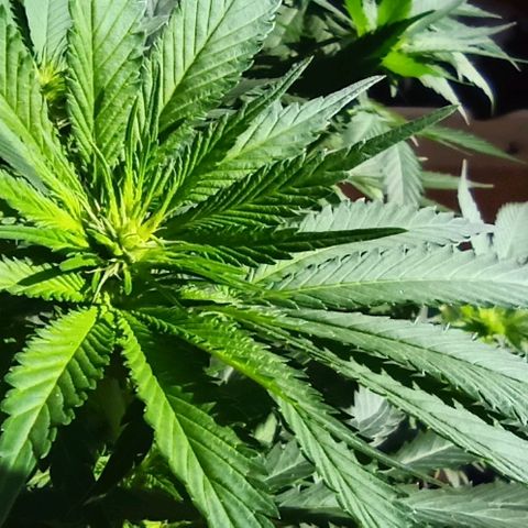 Rosbita growlog timeline photo