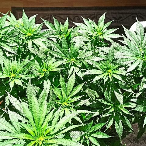 Rosbita growlog timeline photo