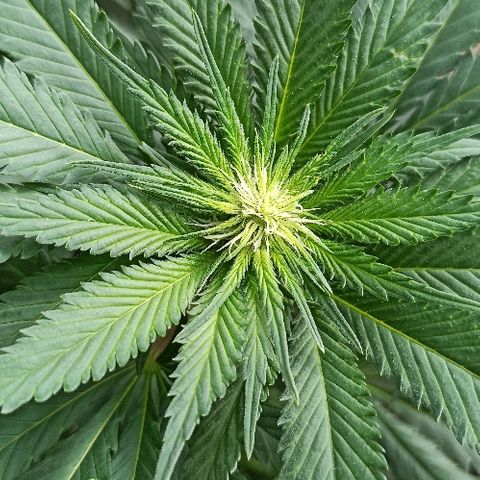 Rosbita growlog timeline photo