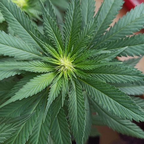 Rosbita growlog timeline photo