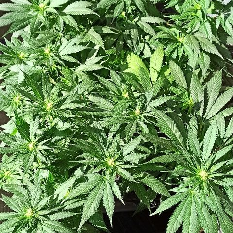 Rosbita growlog timeline photo
