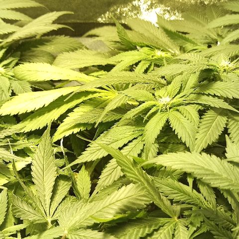 Rosbita growlog timeline photo